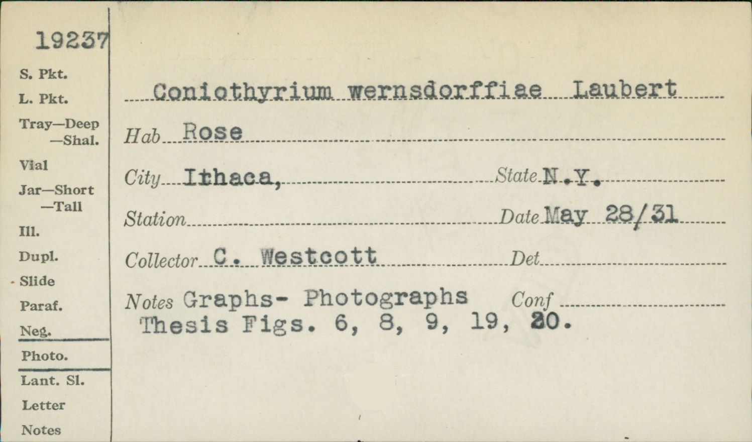 Coniothyrium wernsdorffiae image