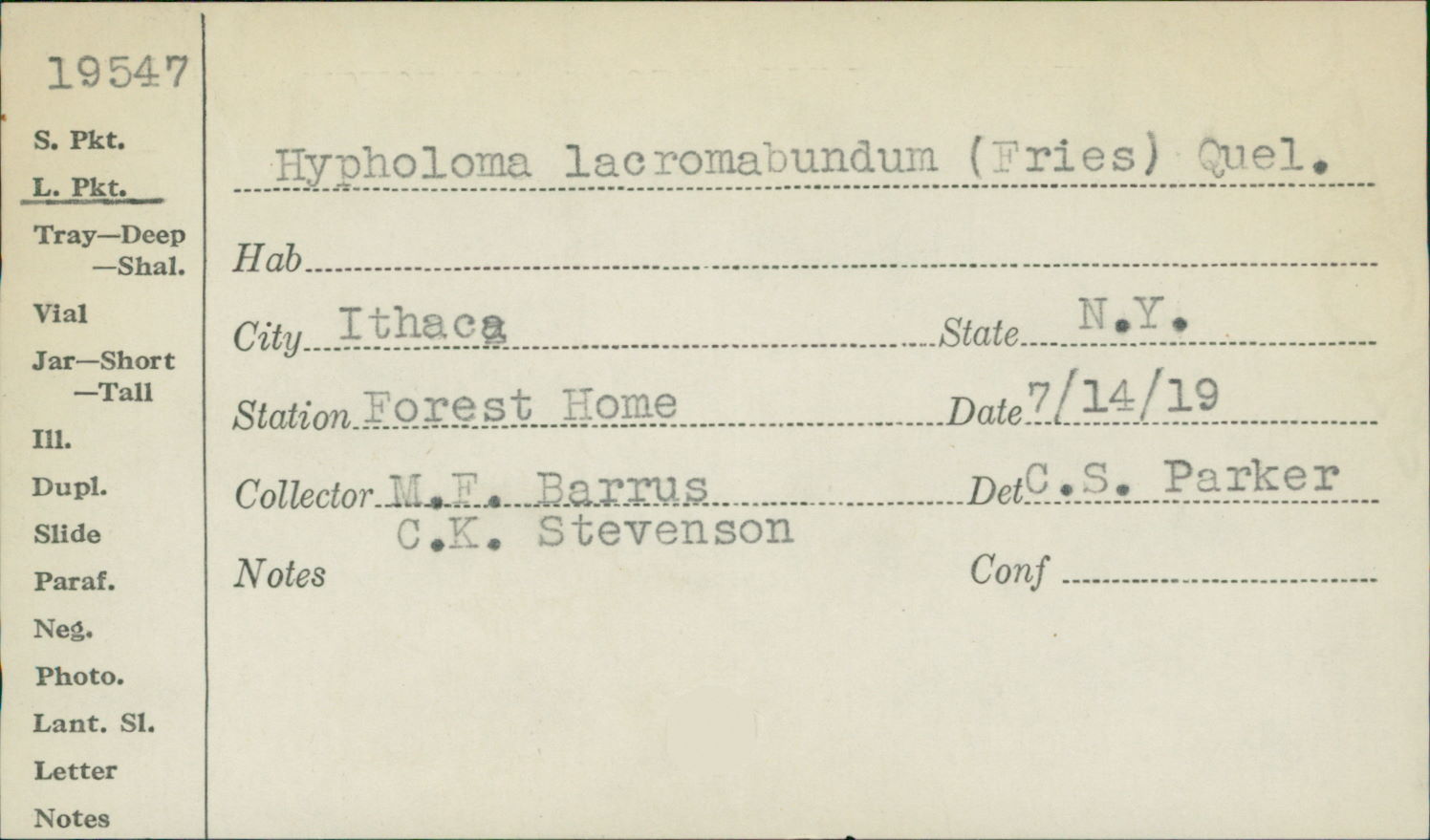 Hypholoma lacrimabundum image
