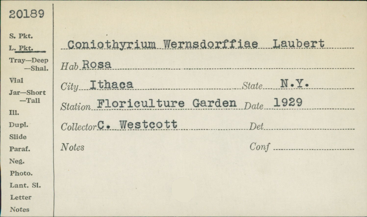 Coniothyrium wernsdorffiae image