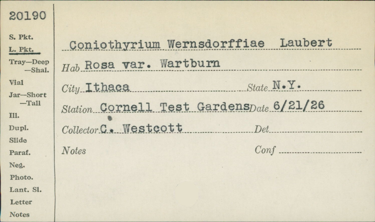 Coniothyrium wernsdorffiae image