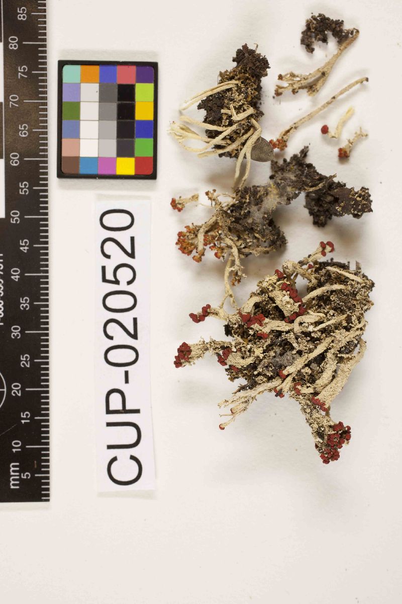 Cladonia kauaiensis image