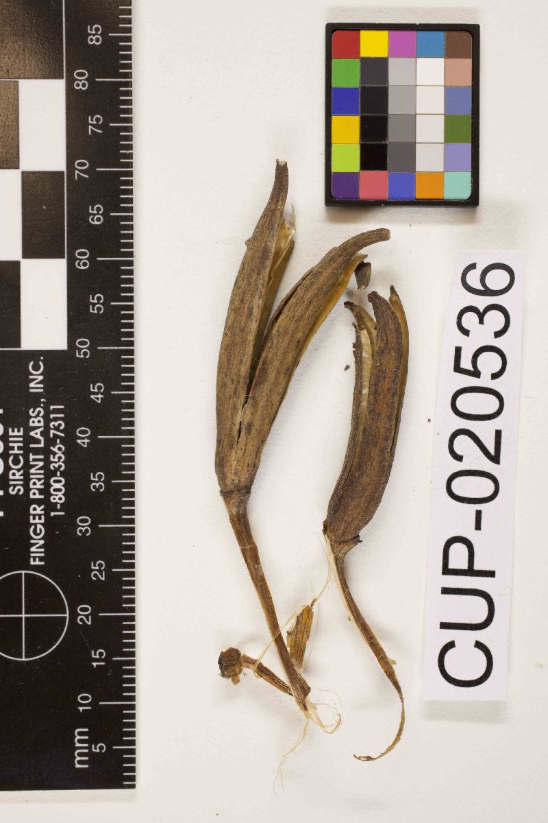 Myxosporium oenotherae image