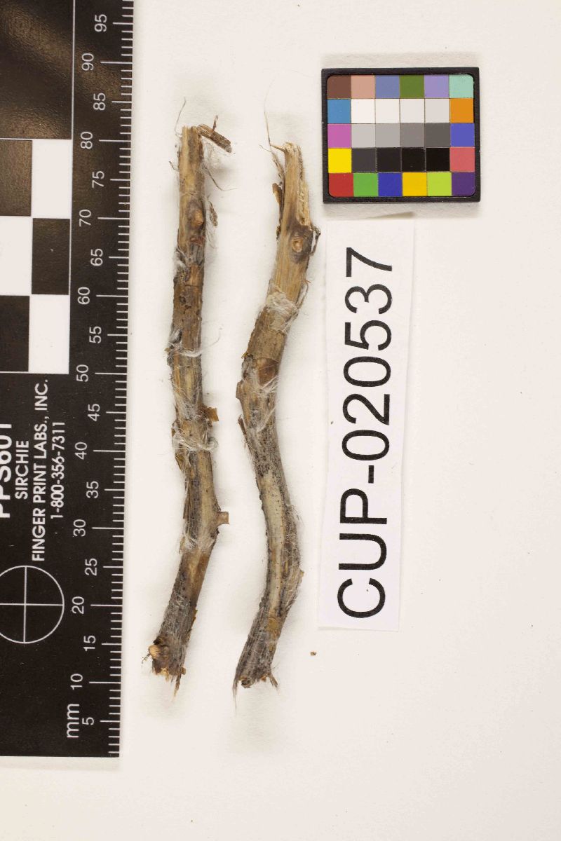 Camarosporium maclurae image