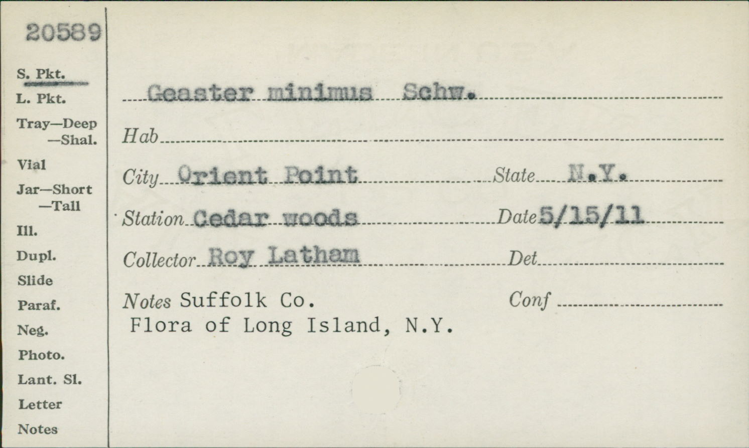 Geaster minus image