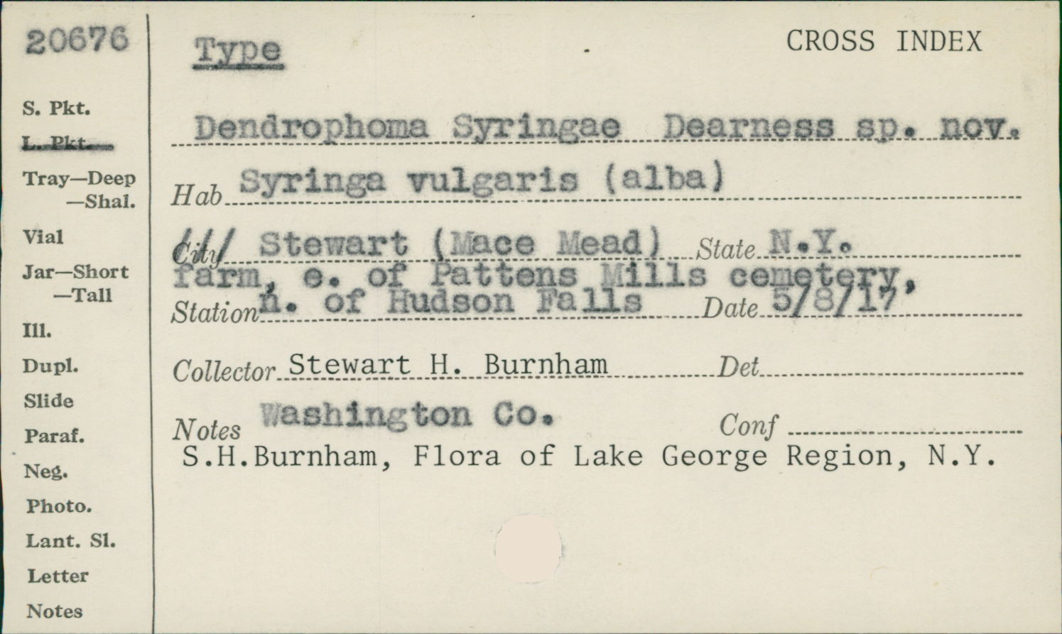 Dendrophoma syringae image