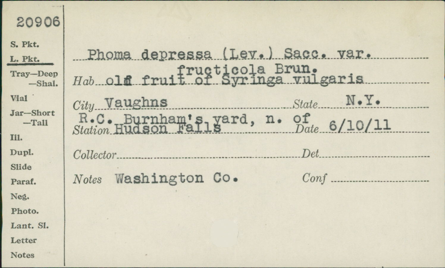 Phoma depressa var. fructicola image