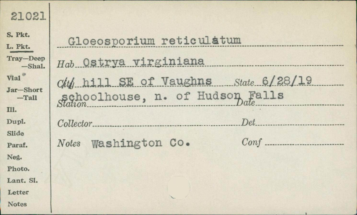 Gloeosporium reticulatum image