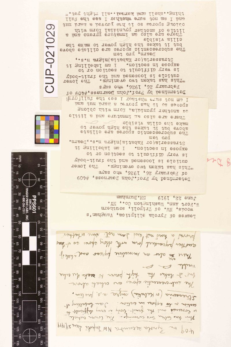 Strasseria nigra image