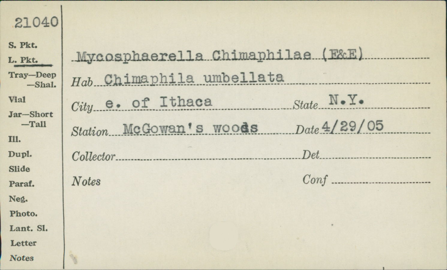 Mycosphaerella chimaphilae image