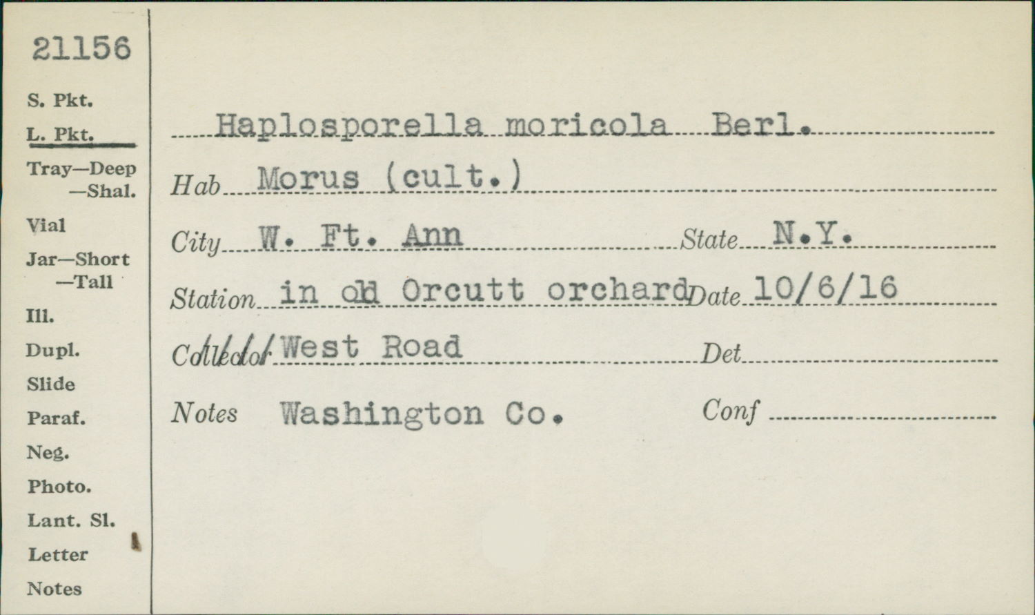 Haplosporella moricola image