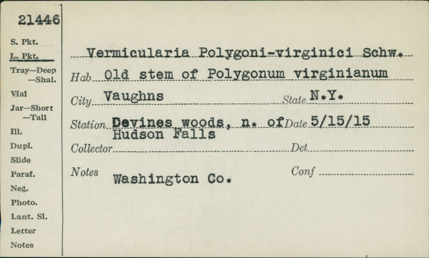 Vermicularia polygoni-virginici image