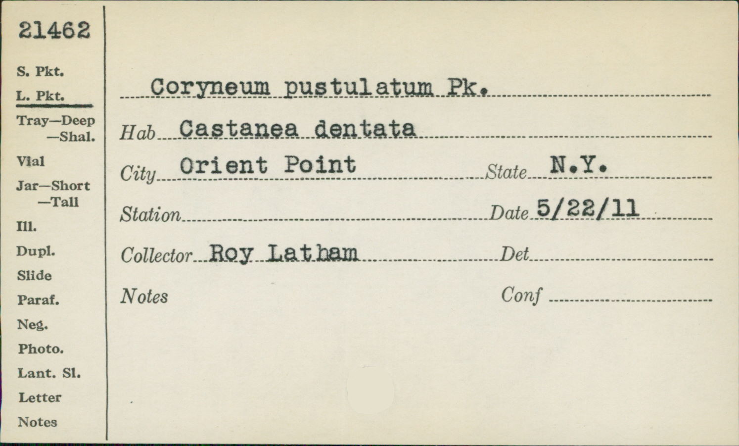 Coryneum pustulatum image