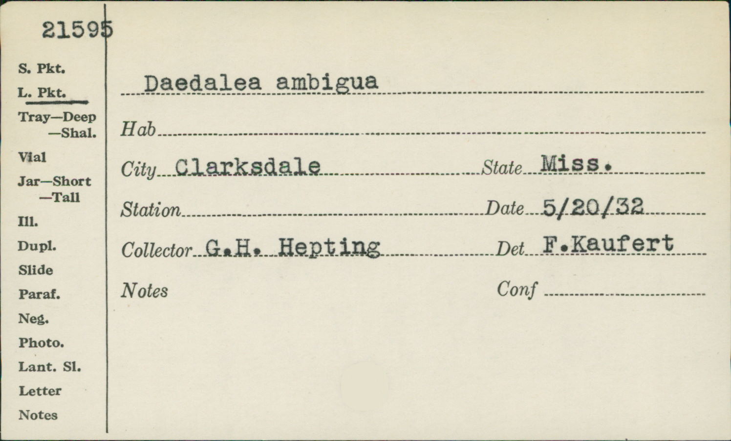 Daedalea ambigua image