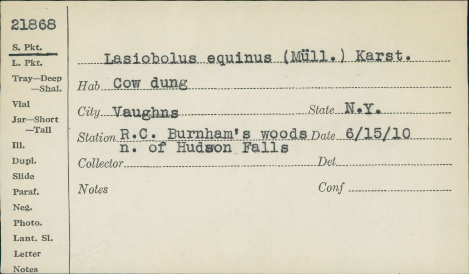 Ascobolus equinus image