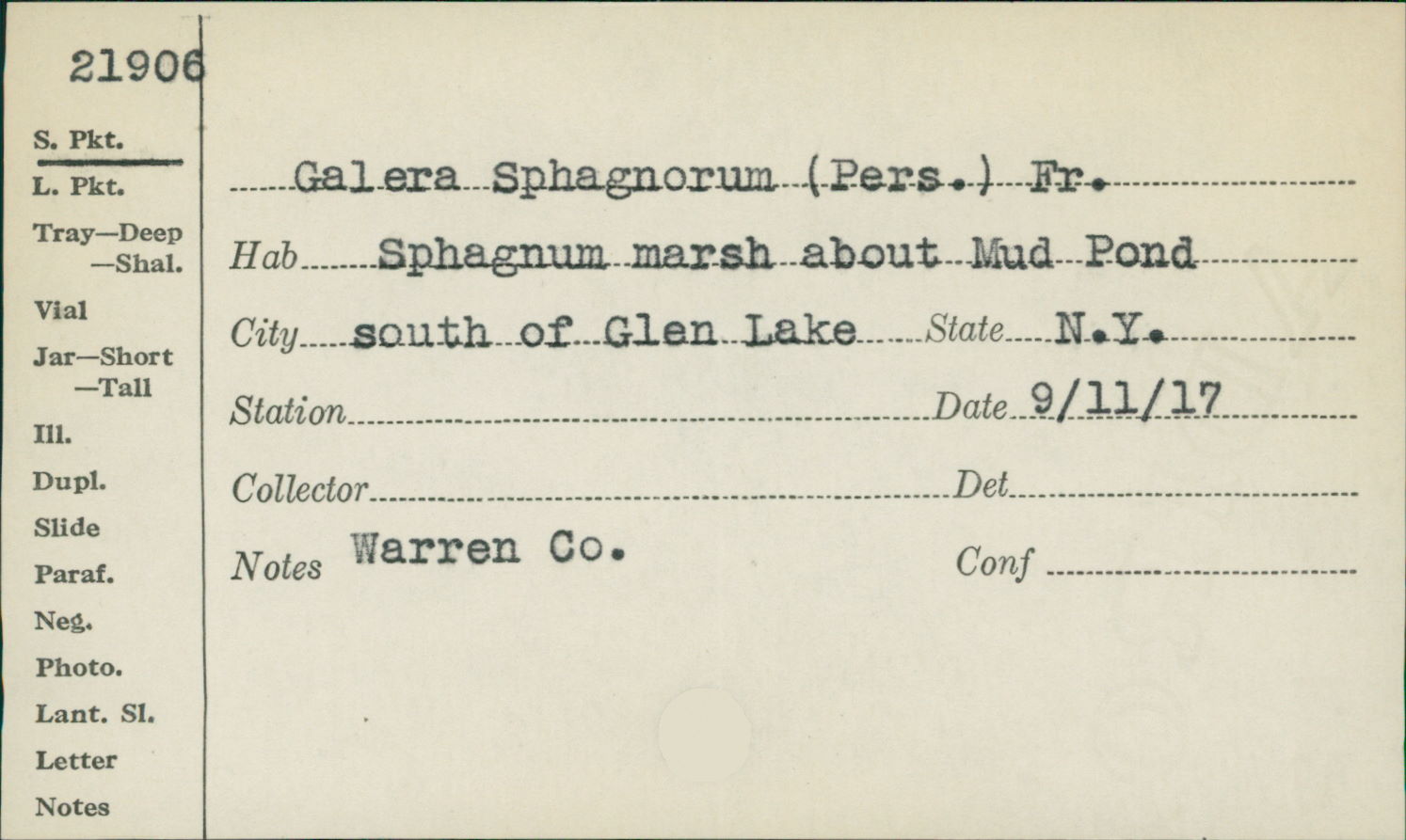 Galerina sphagnorum image