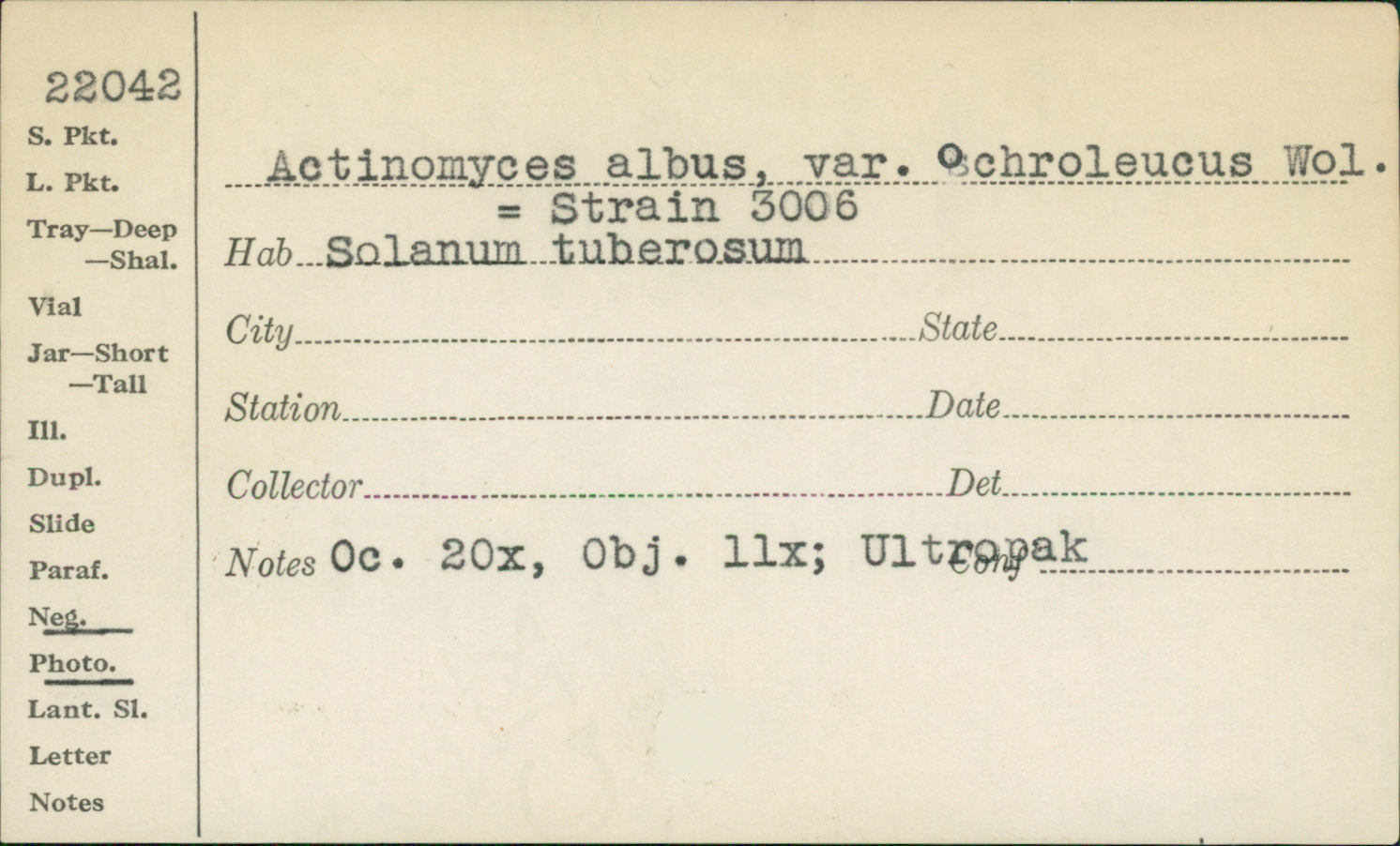 Actinomyces albus image