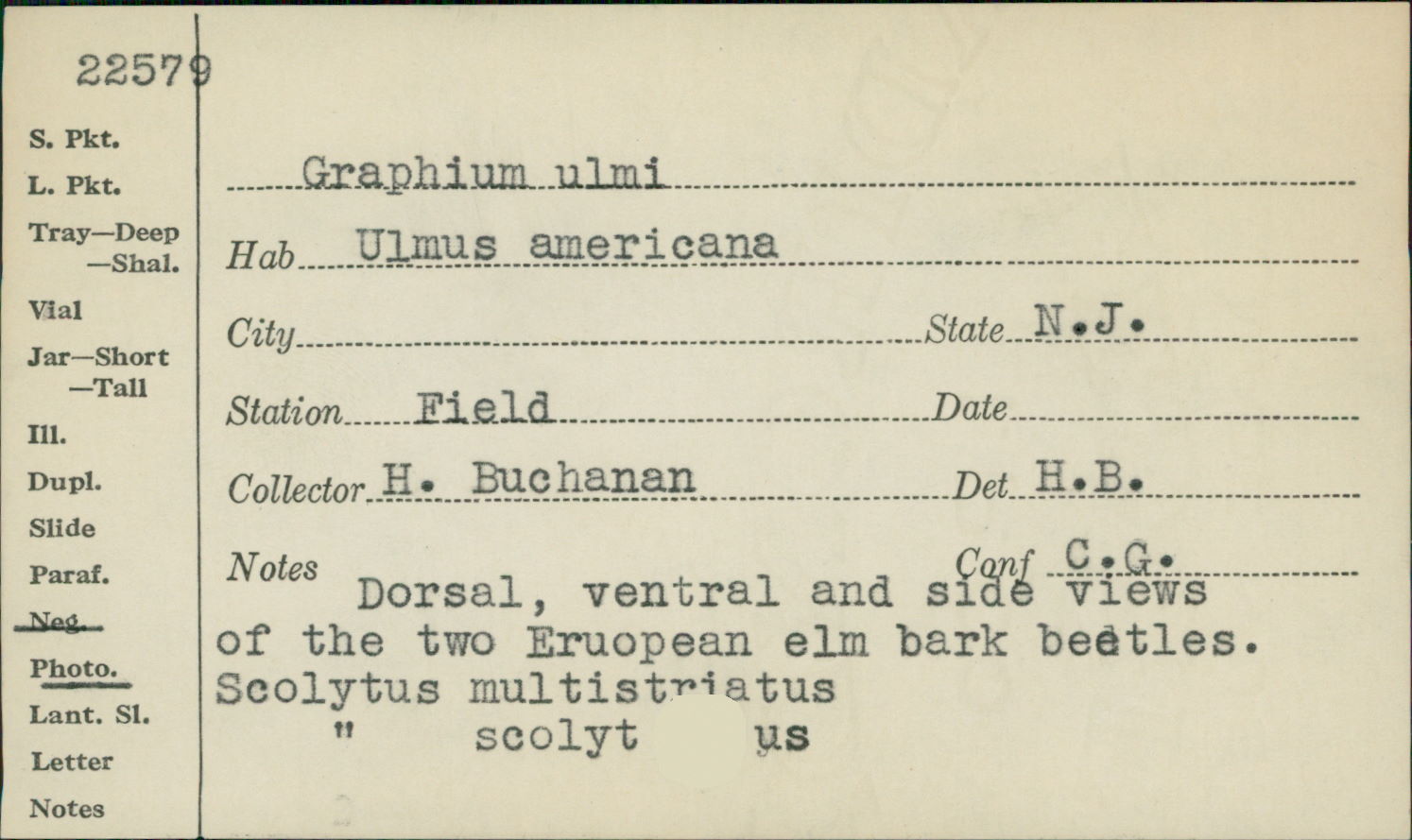 Graphium image