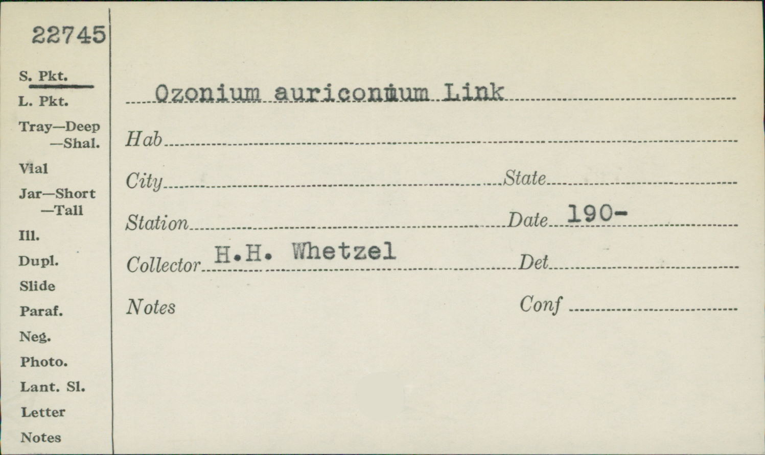 Ozonium auriconum image