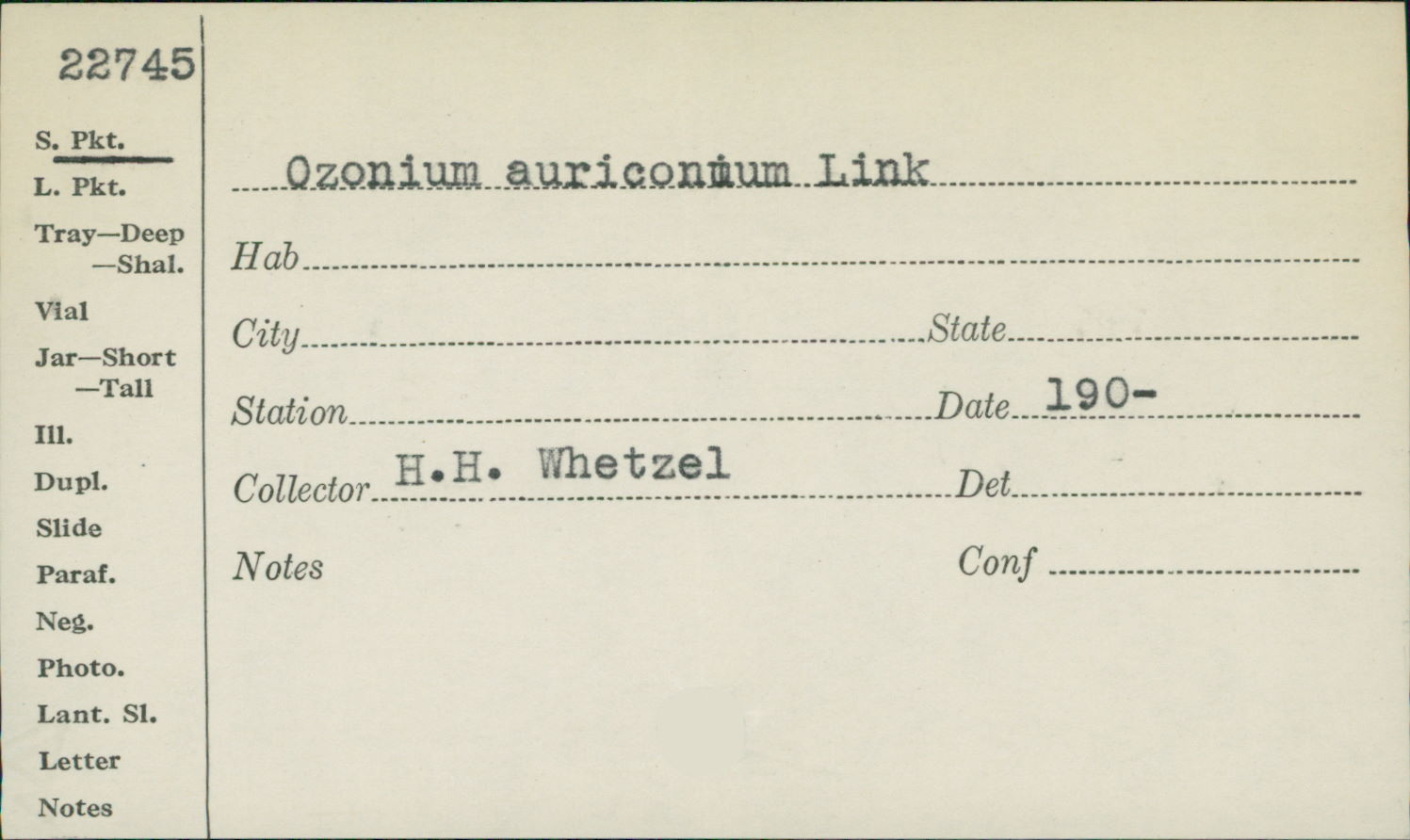 Ozonium auriconum image