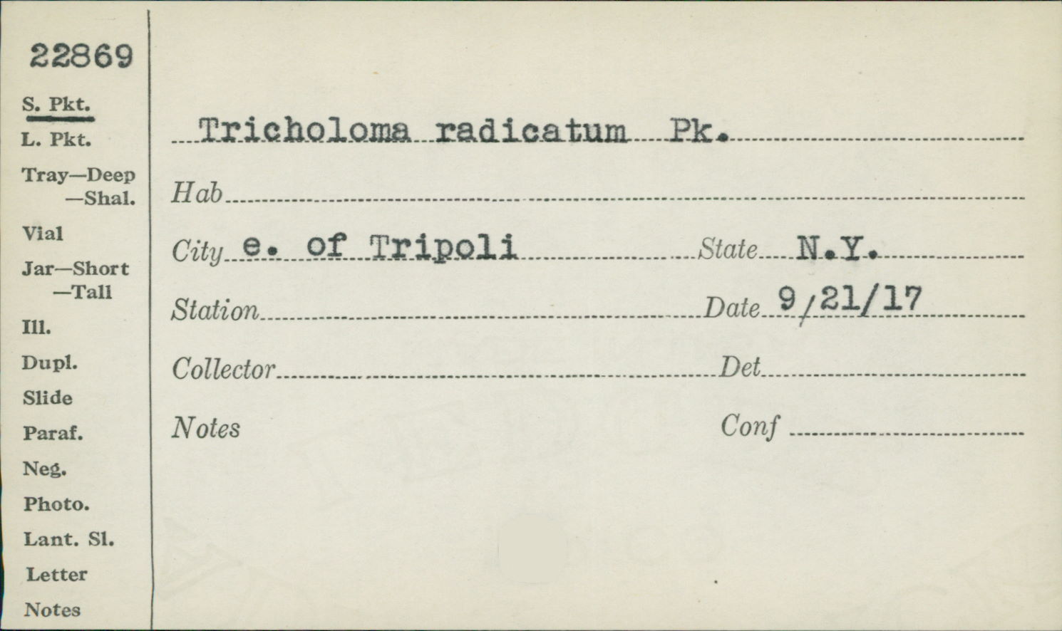 Tricholoma radicatum image