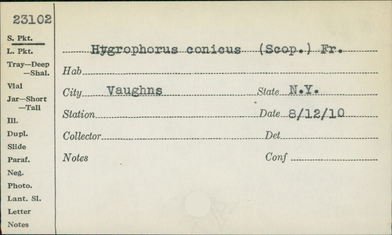Hygrophorus conicus f. conicus image