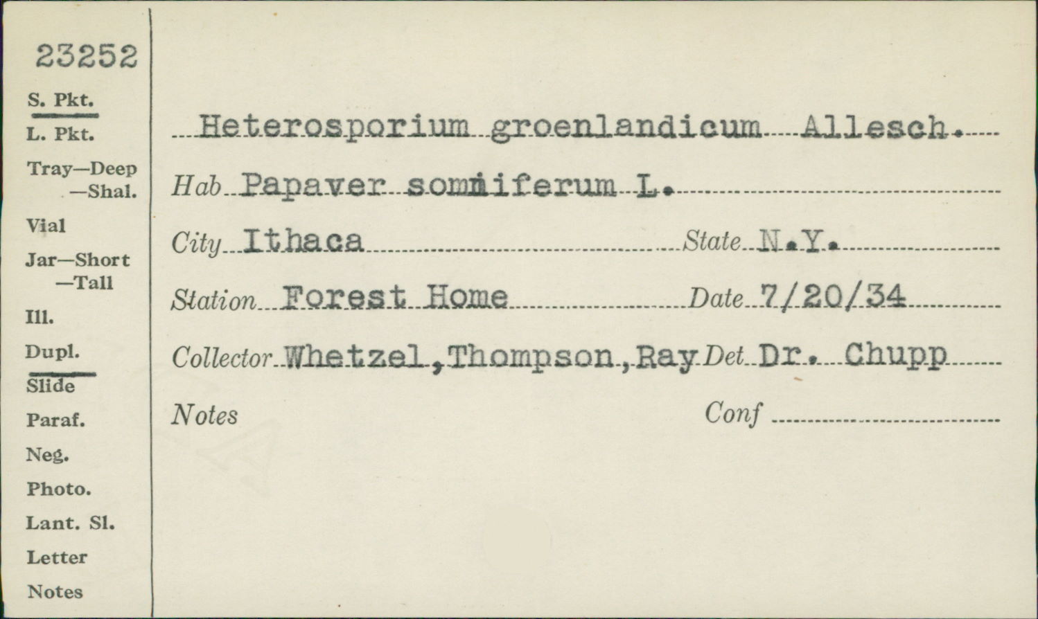 Heterosporium groenlandicum image