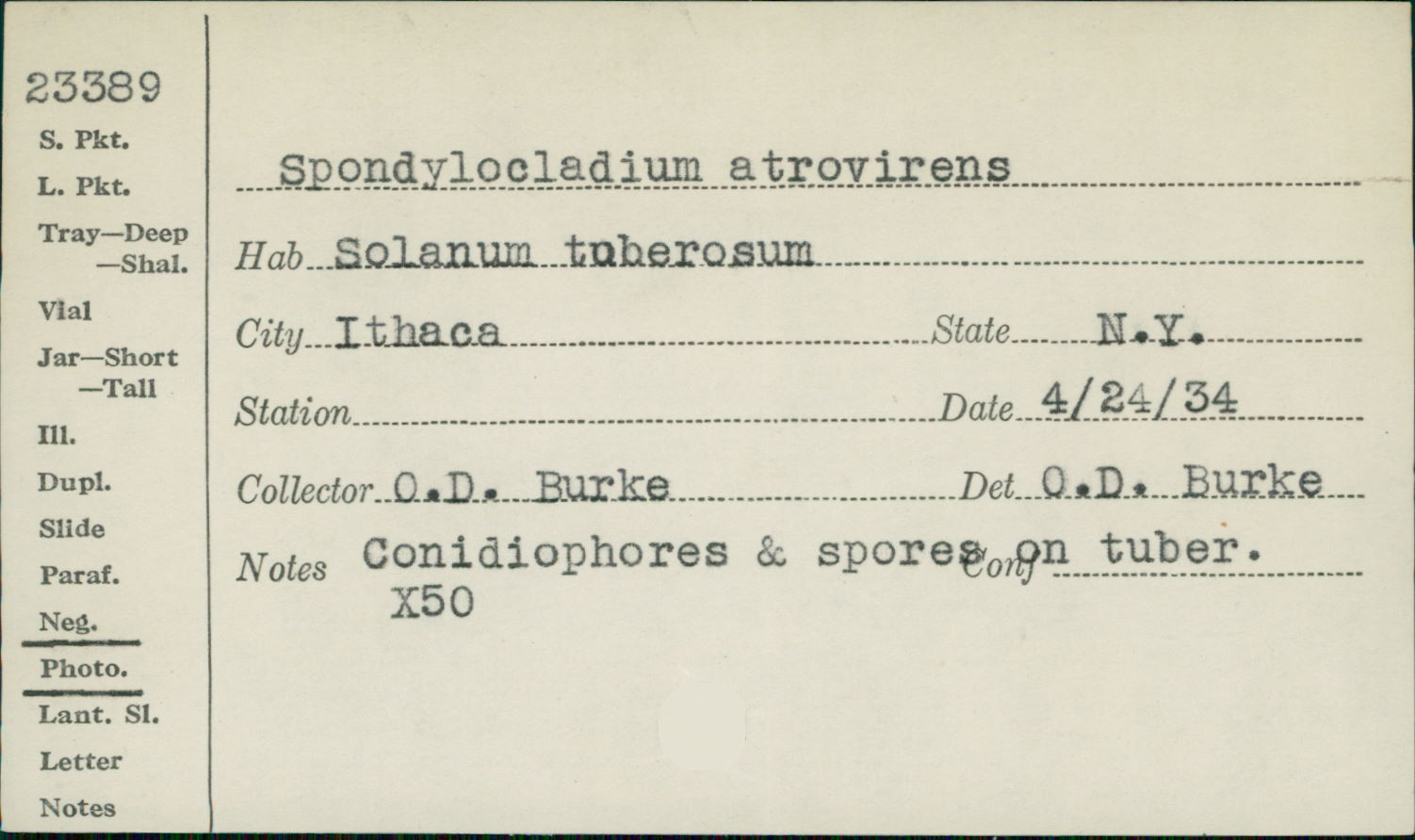 Helminthosporium solani image