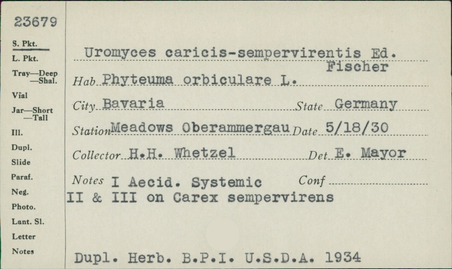 Uromyces caricis-sempervirentis image