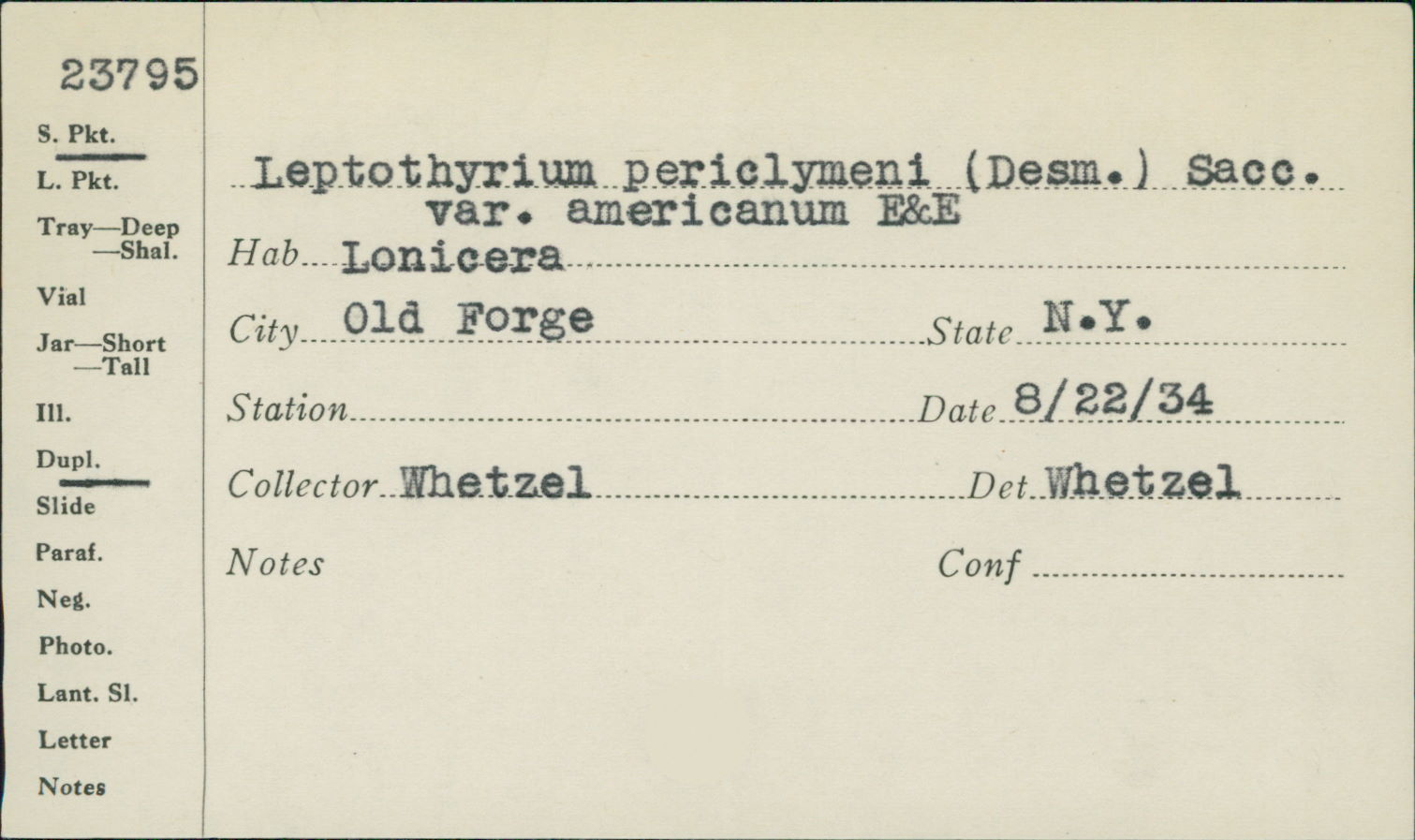 Leptothyrium periclymeni var. americanum image
