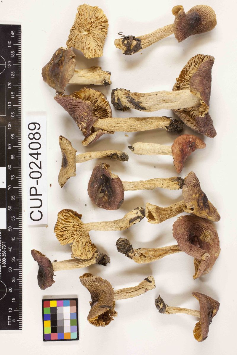 Russula blackfordiae image