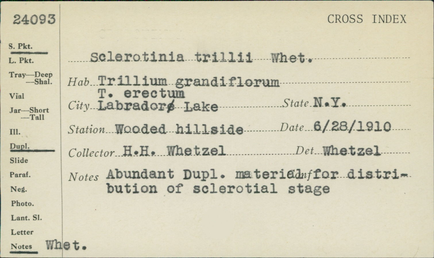 Ciborinia trillii image