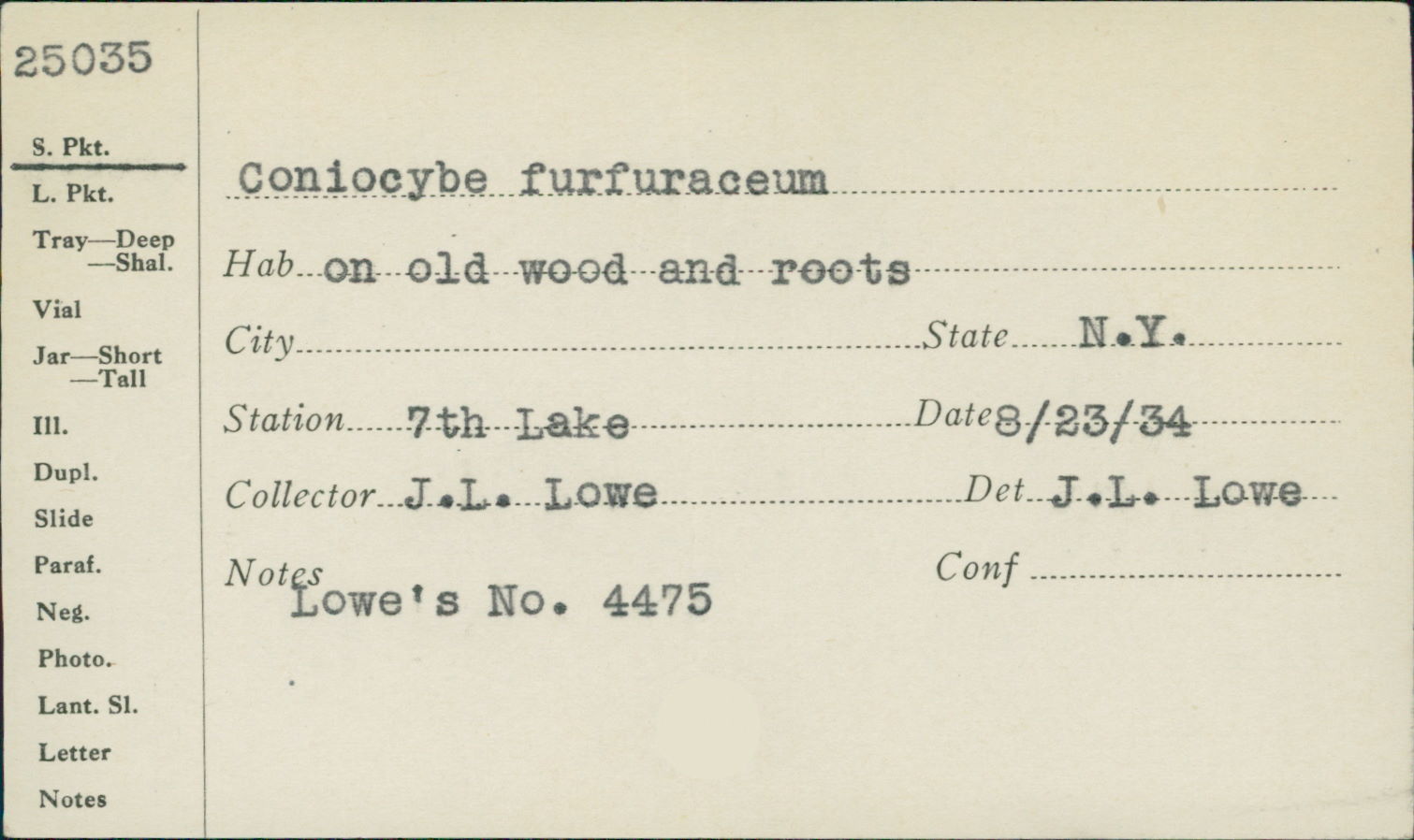 Coniocybe image
