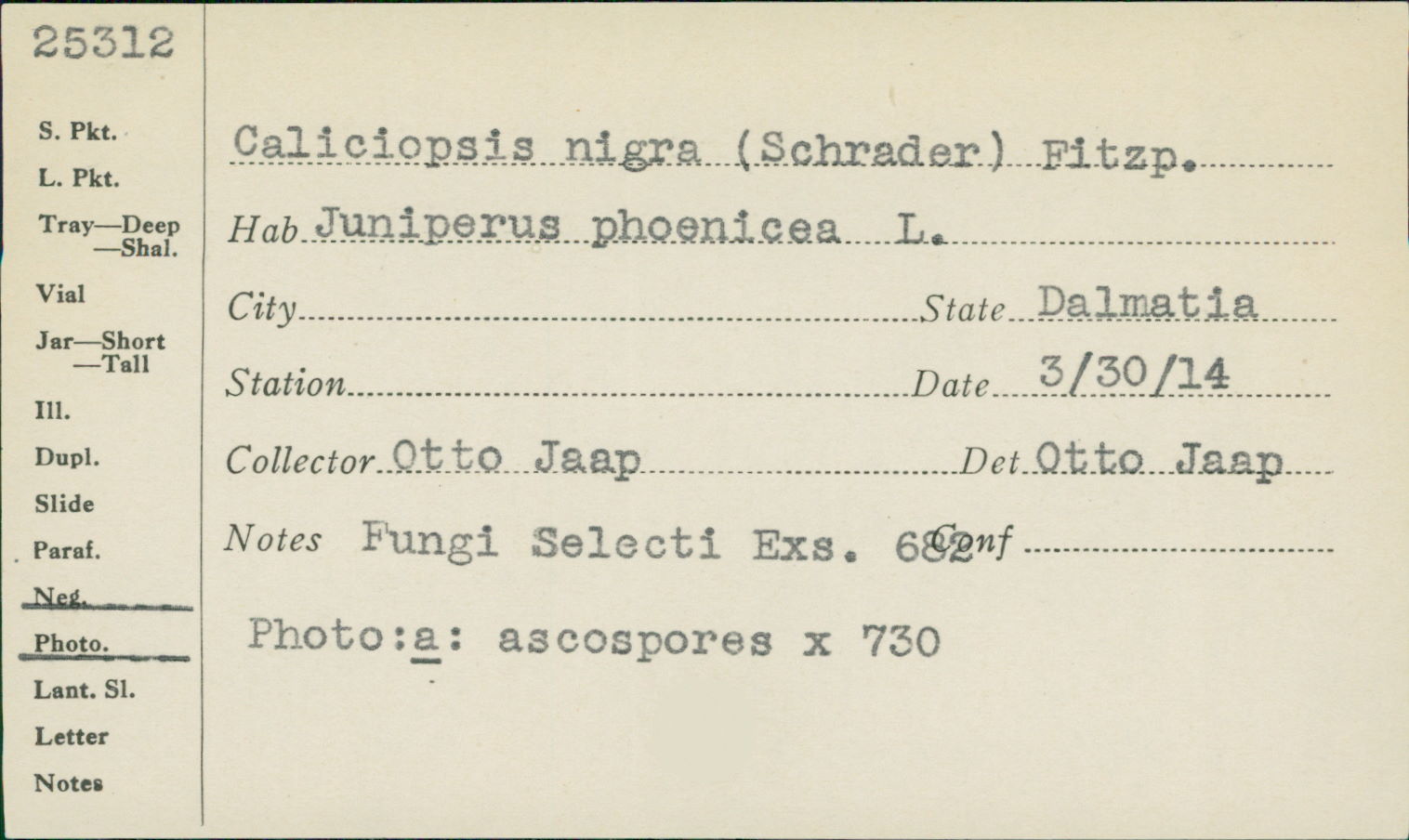 Caliciopsis nigra image