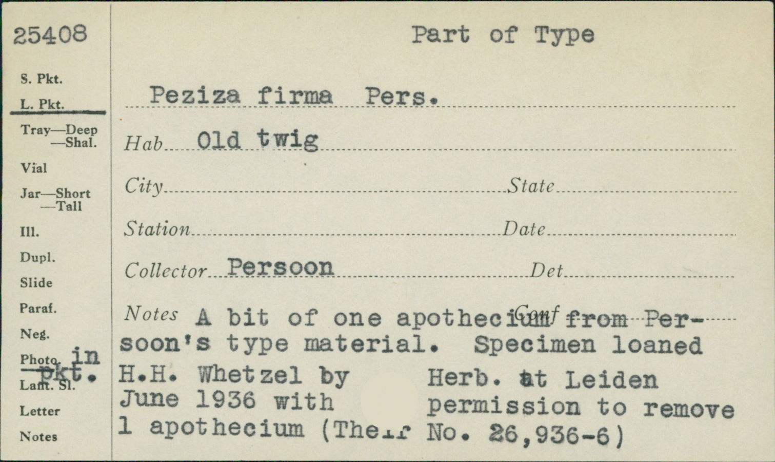 Rutstroemia firma image