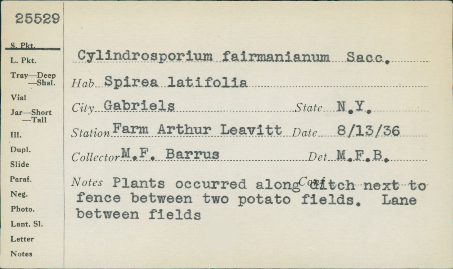 Cylindrosporium fairmanianum image