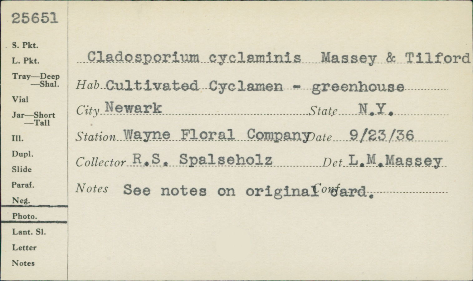 Cladosporium cyclaminis image