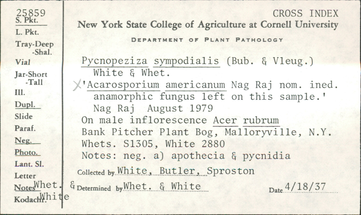 Acarosporium americanum image