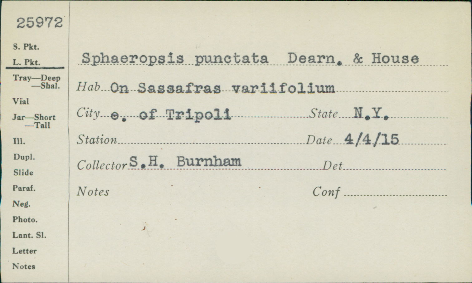 Sphaeropsis punctata image