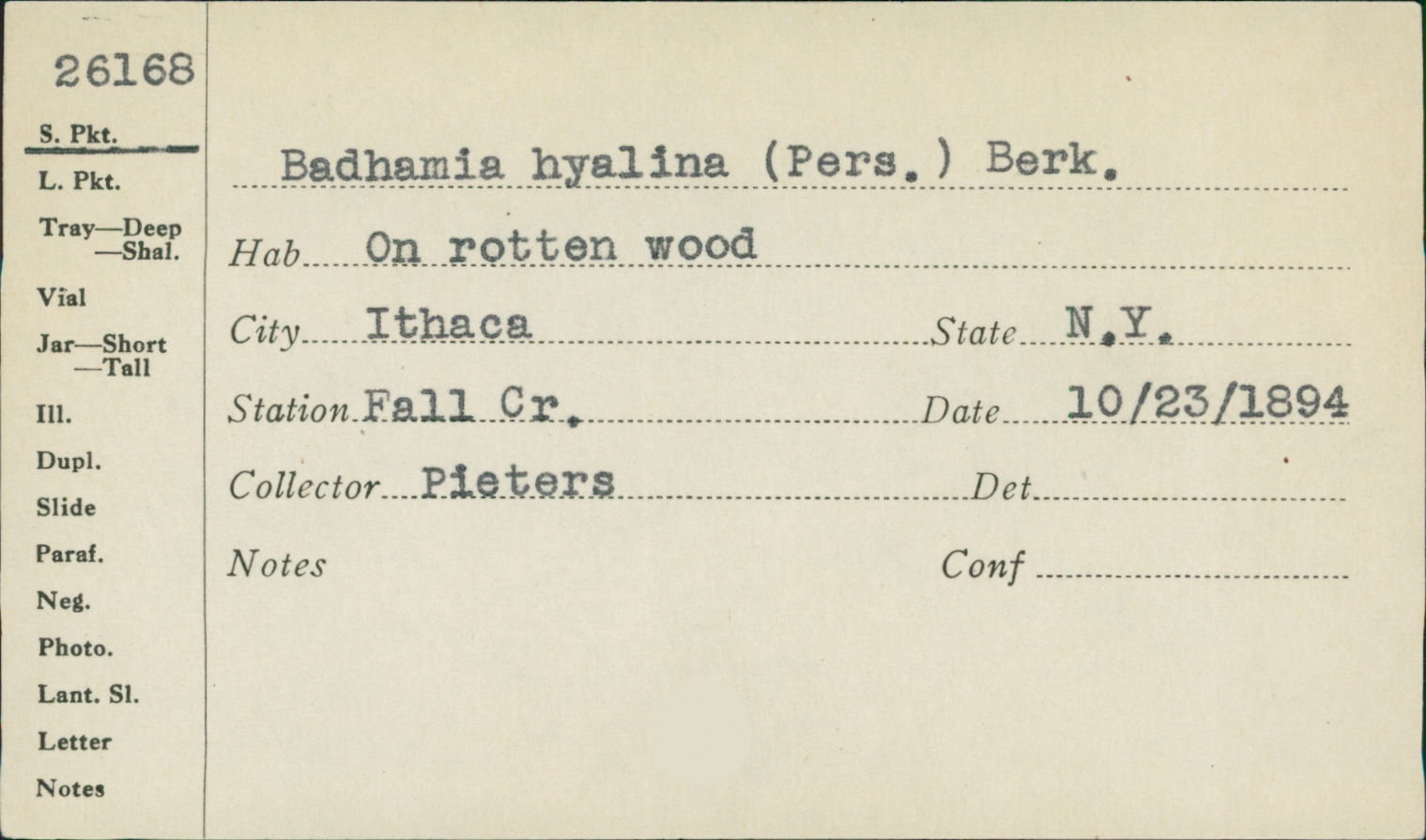 Badhamia hyalina image