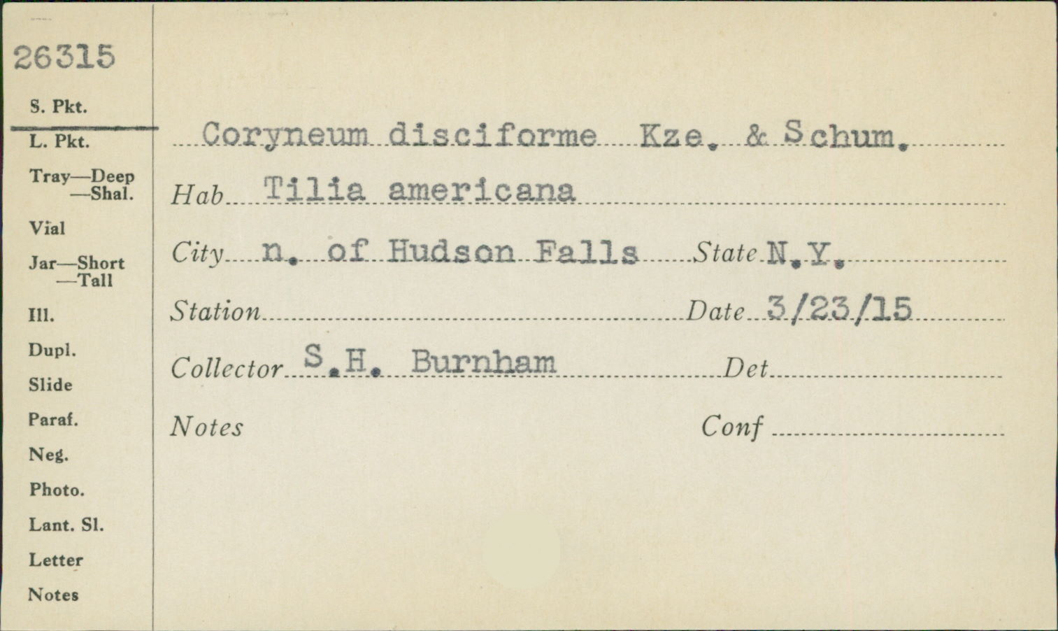 Coryneum disciforme image