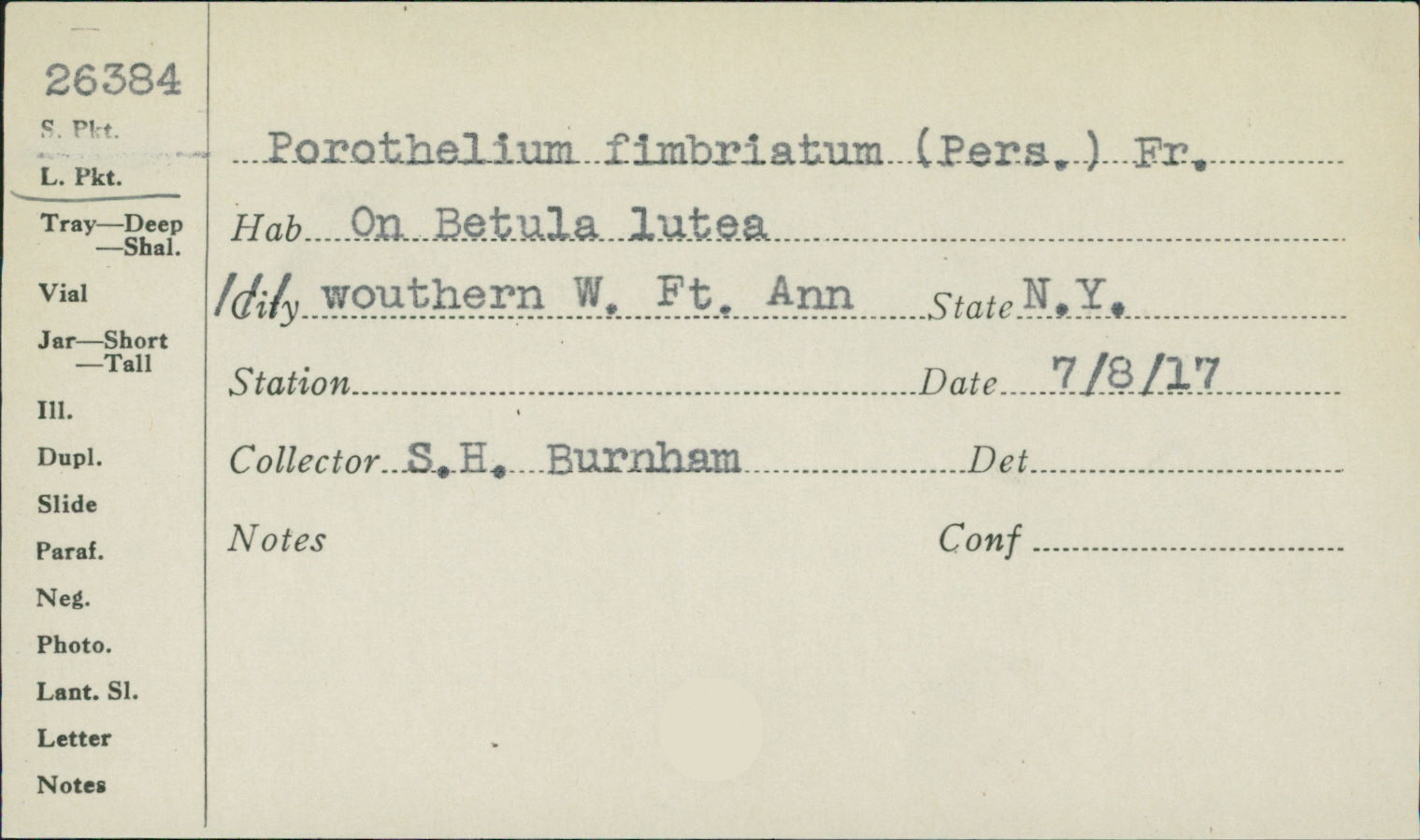 Porothelium image