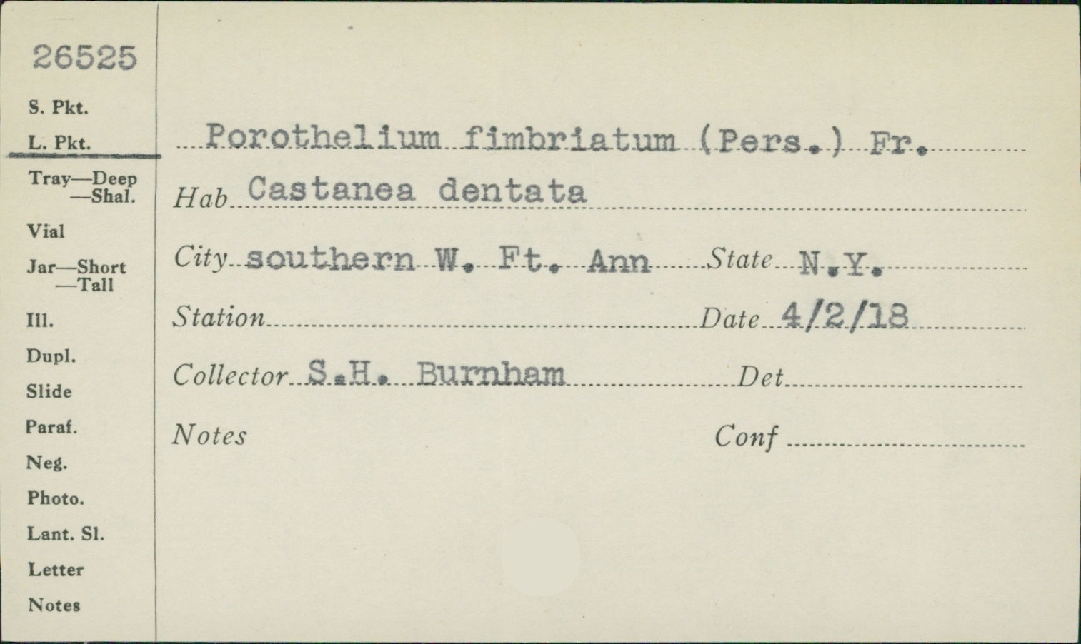 Porotheleum fimbriatum image