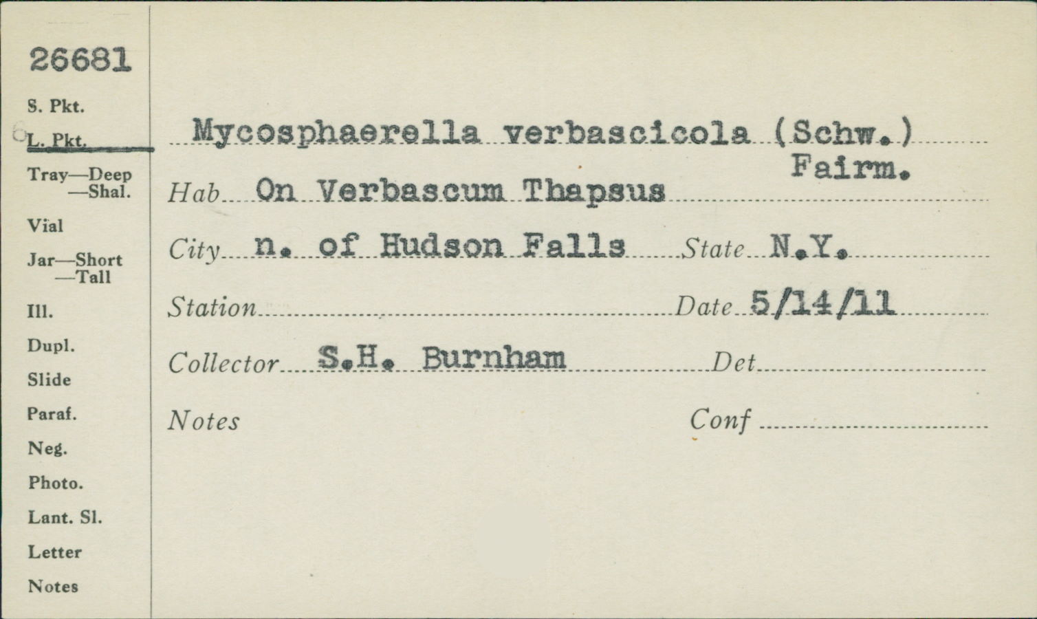 Mycosphaerella verbascicola image