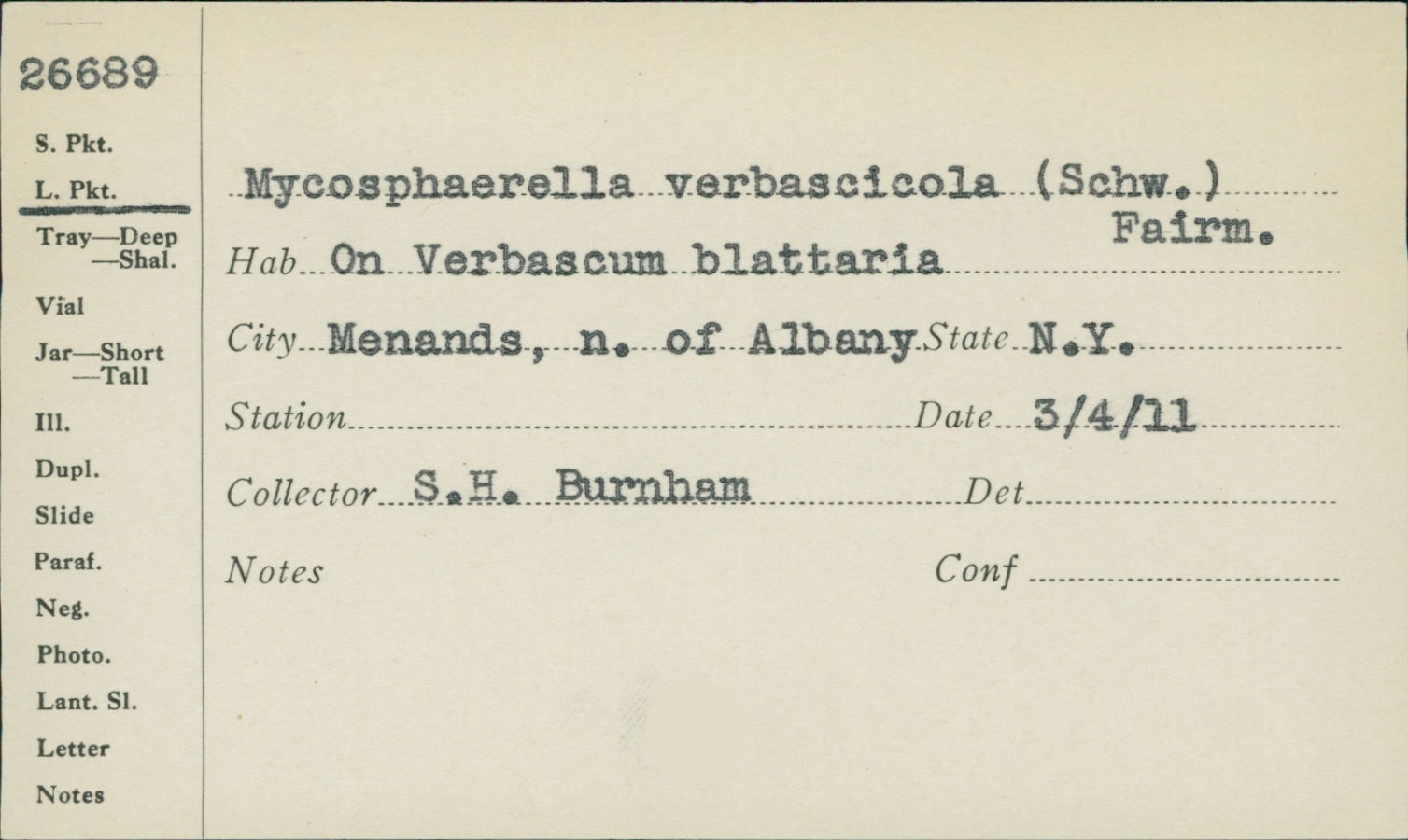 Mycosphaerella verbascicola image