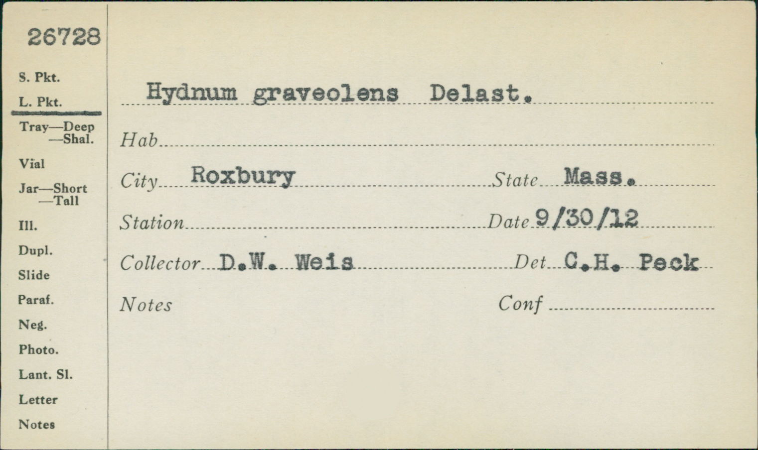 Hydnum graveolens var. graveolens image