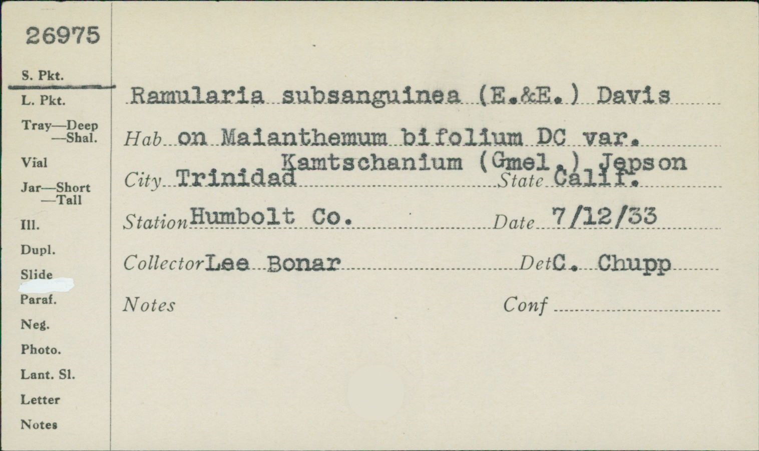 Stenella subsanguinea image