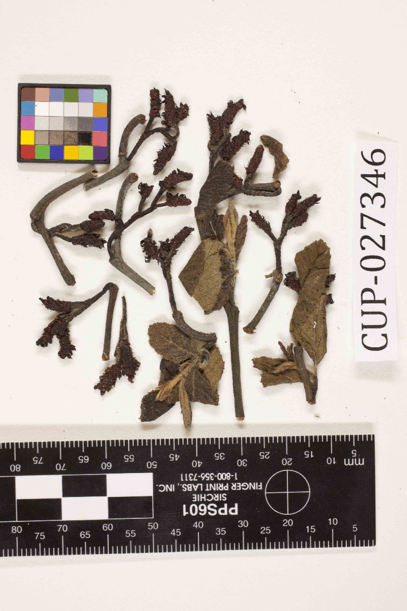 Taphrina rugosa image