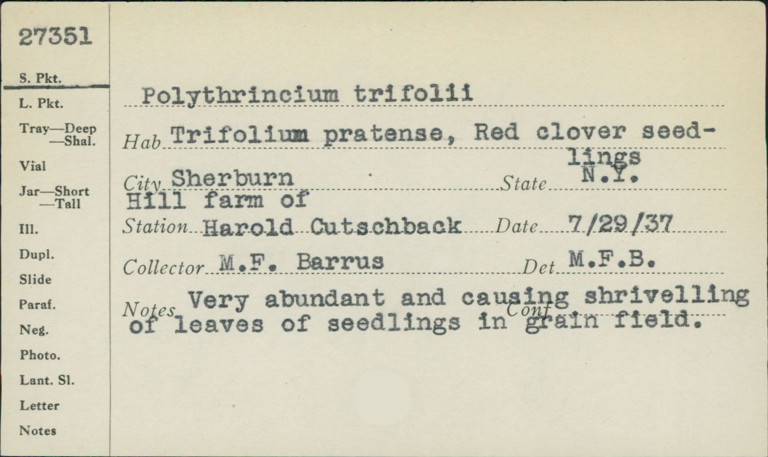 Polythrincium image