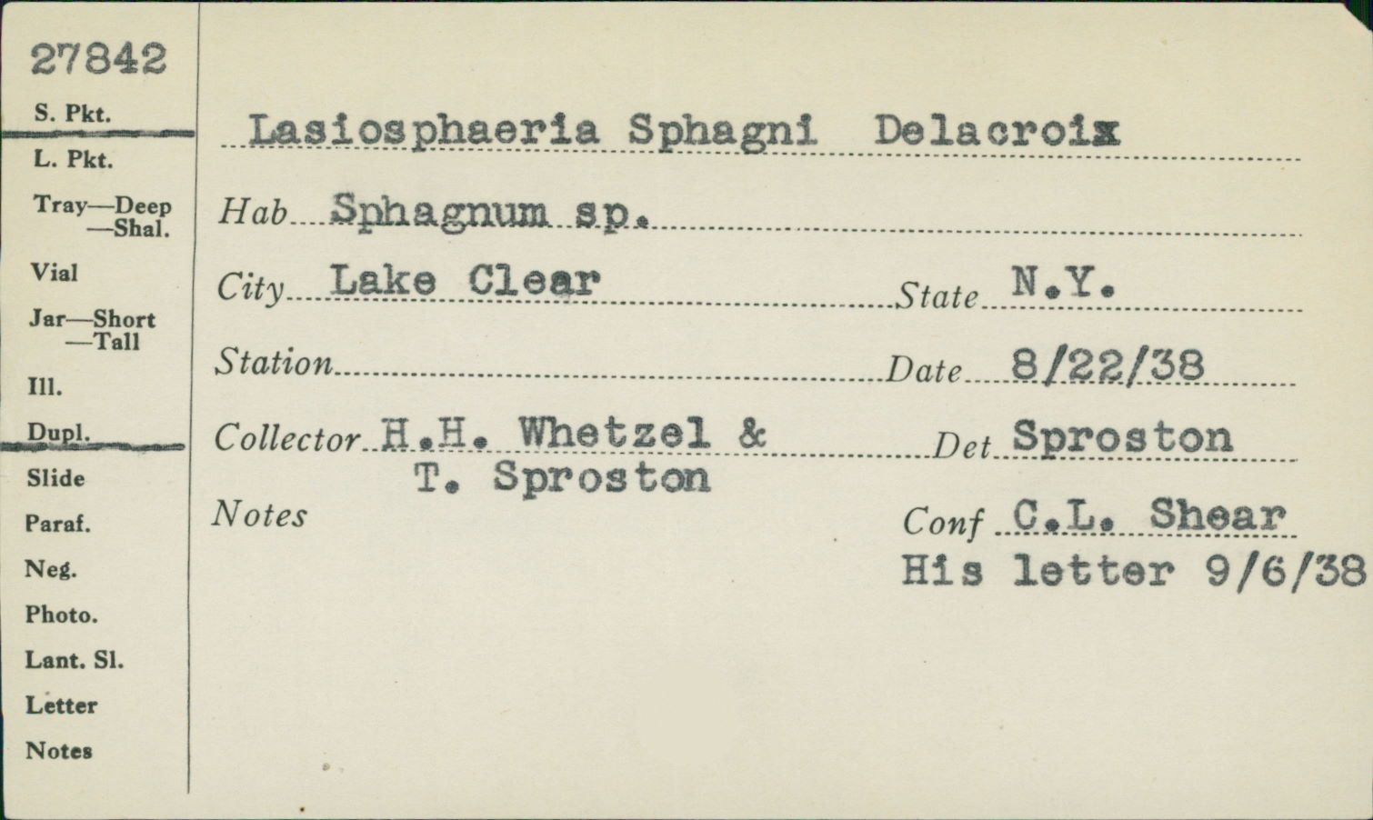 Lasiosphaeria sphagni image