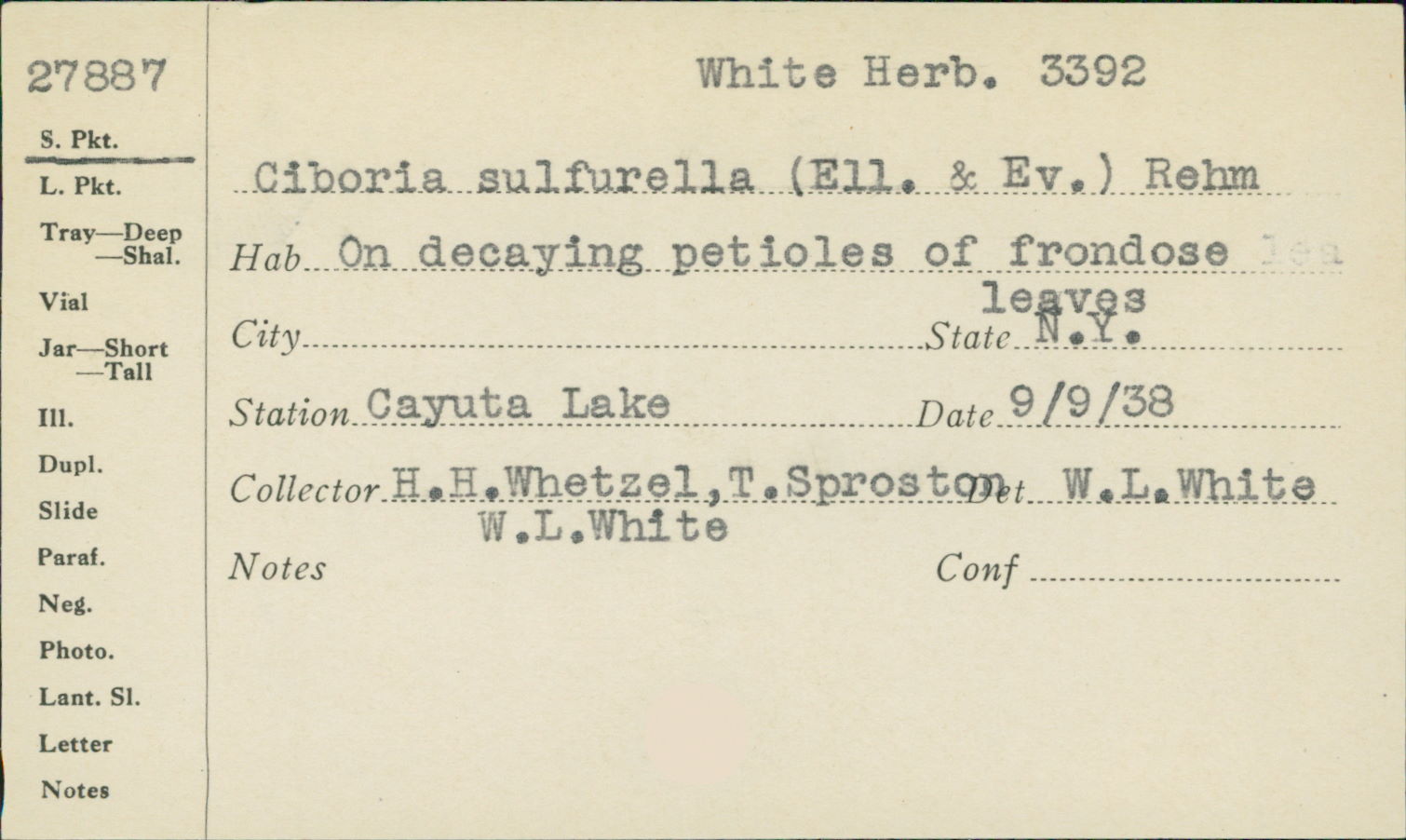 Ciboria sulfurella image